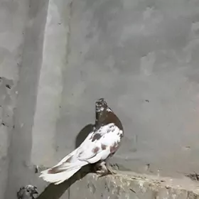 Kepderi