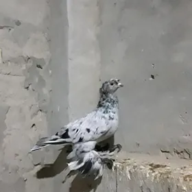 kepderi