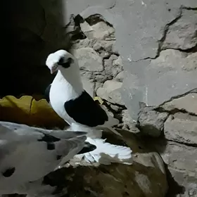 kepderi