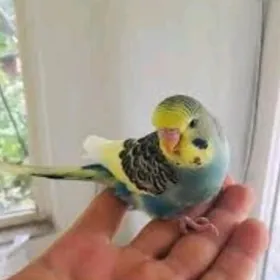 gus imleri