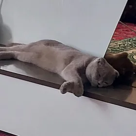 кот вислоухий шотландский