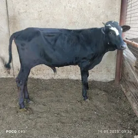 öküz