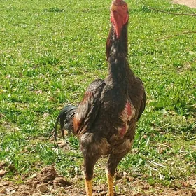 horaz