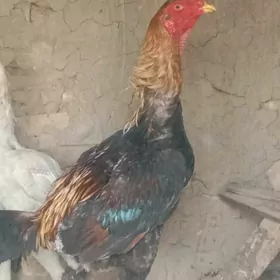 paroda