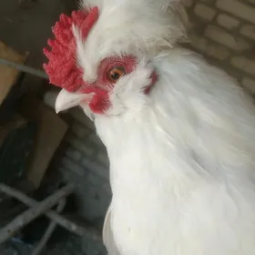 Karlik