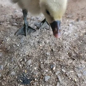 gus