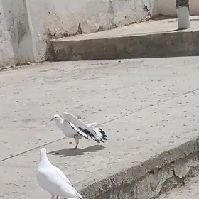 Kepderi