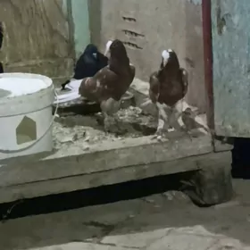 kepderi