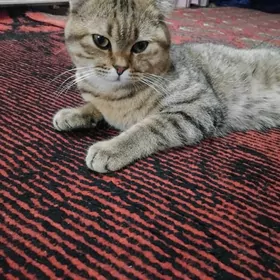 pisik satlanski