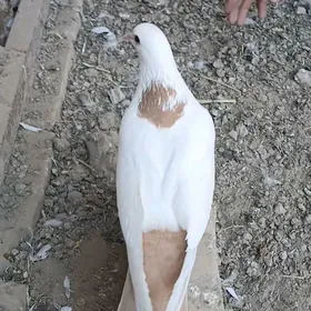 kepderi