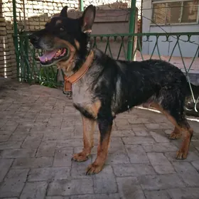 Afcarka