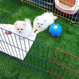 шпицульки