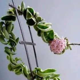 Хойи(Hoyi)