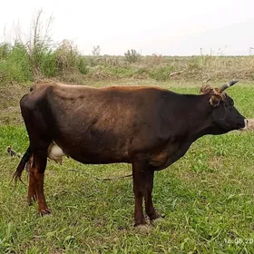 Göleli sygyr