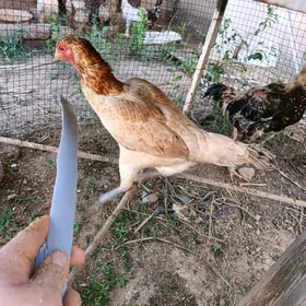 horaz maki baýsow