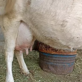 goleli sygyr