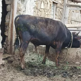 öküz