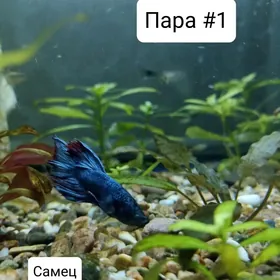 2 пары петушка и 1 самка