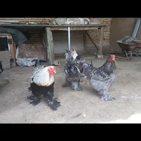 Brama