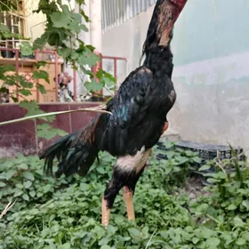 Horaz