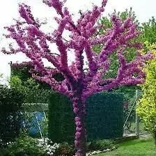 Baglar