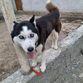 Haski