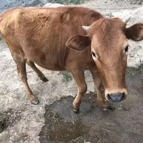Góle