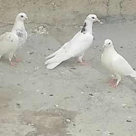 кепдери