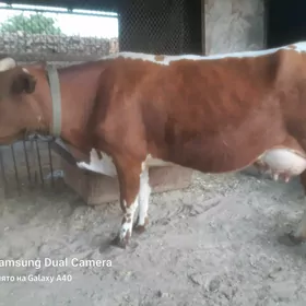Göleli sygyr süýtli