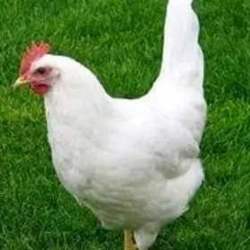 Towuk