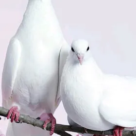 kepderi