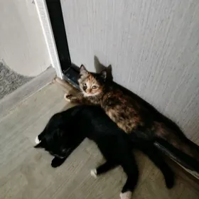 кот