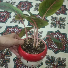 öỳ gülleri