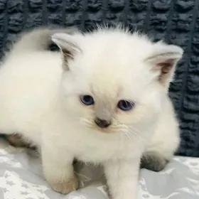 шотландский котенок