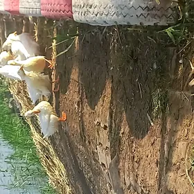 ordek gak gak