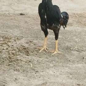 Paroda