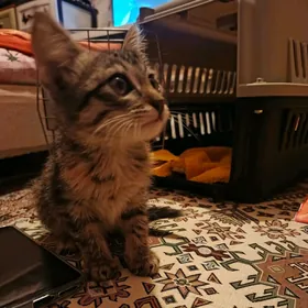 котёнок