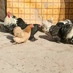 Karlik kokinhin