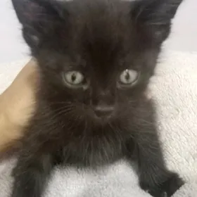 Котята