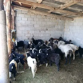 çewis