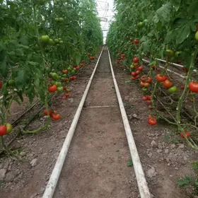 ýyladyşhana