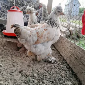 brama balgar 6ay