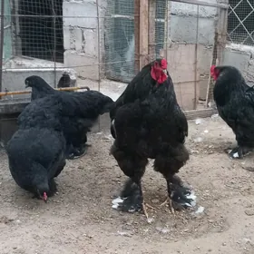 Brama gara yumurtga