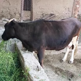 sygyr