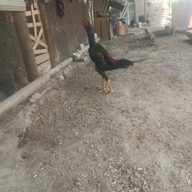 байсовы жуже