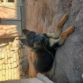 Nemetskaýa  awçarka
