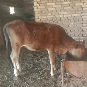 gulajn