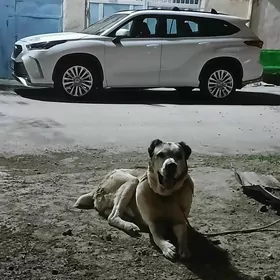 Tohum Türikmen itleri Alabaý