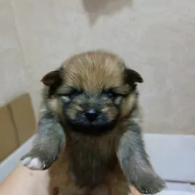Немецкий шпиц