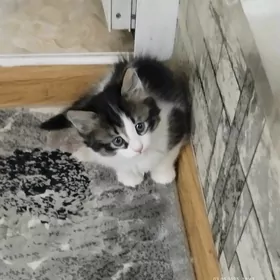 котята
